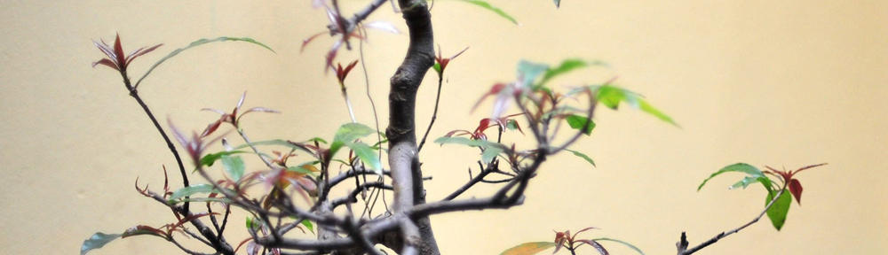 Safew即时通讯软件